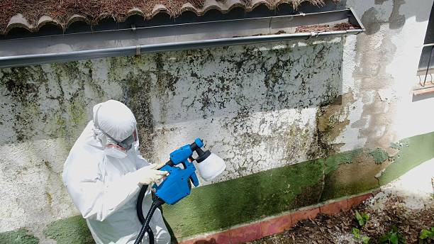 Trusted Bathroom Mold Removal service in Alden, MI - Cheap Mold Removal